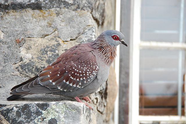 What is the name of this animal?