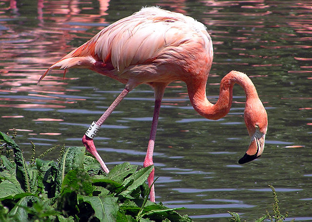 What is the name of this animal?
