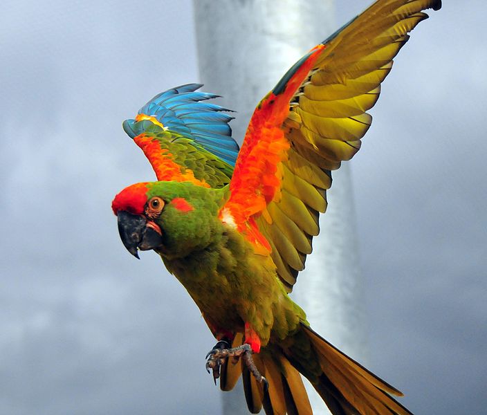 What is the name of this animal?