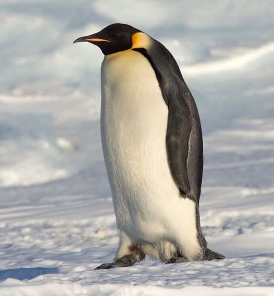 What does this animal normally not eat?