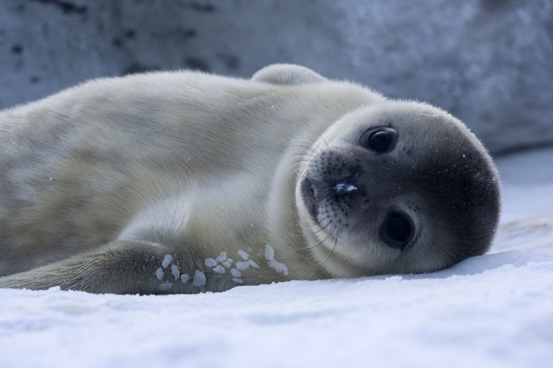 Which group of animals does this animal belong to?