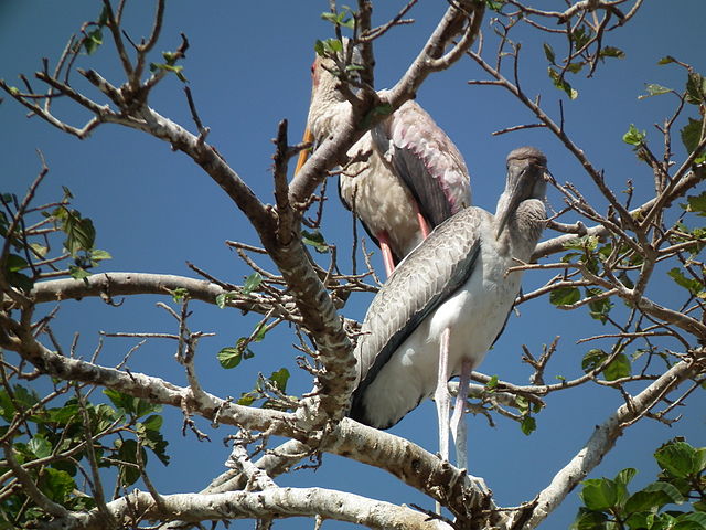 What is the name of this animal?