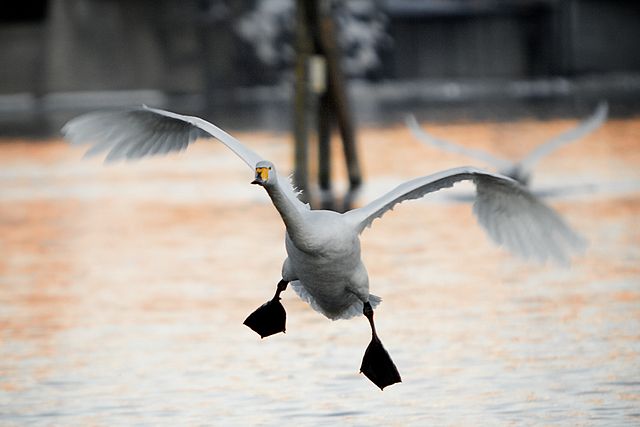 What is the name of this animal?