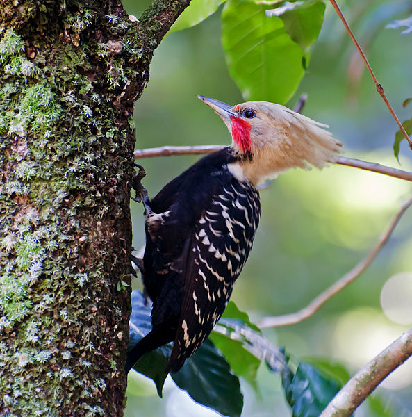 What is the name of this animal?