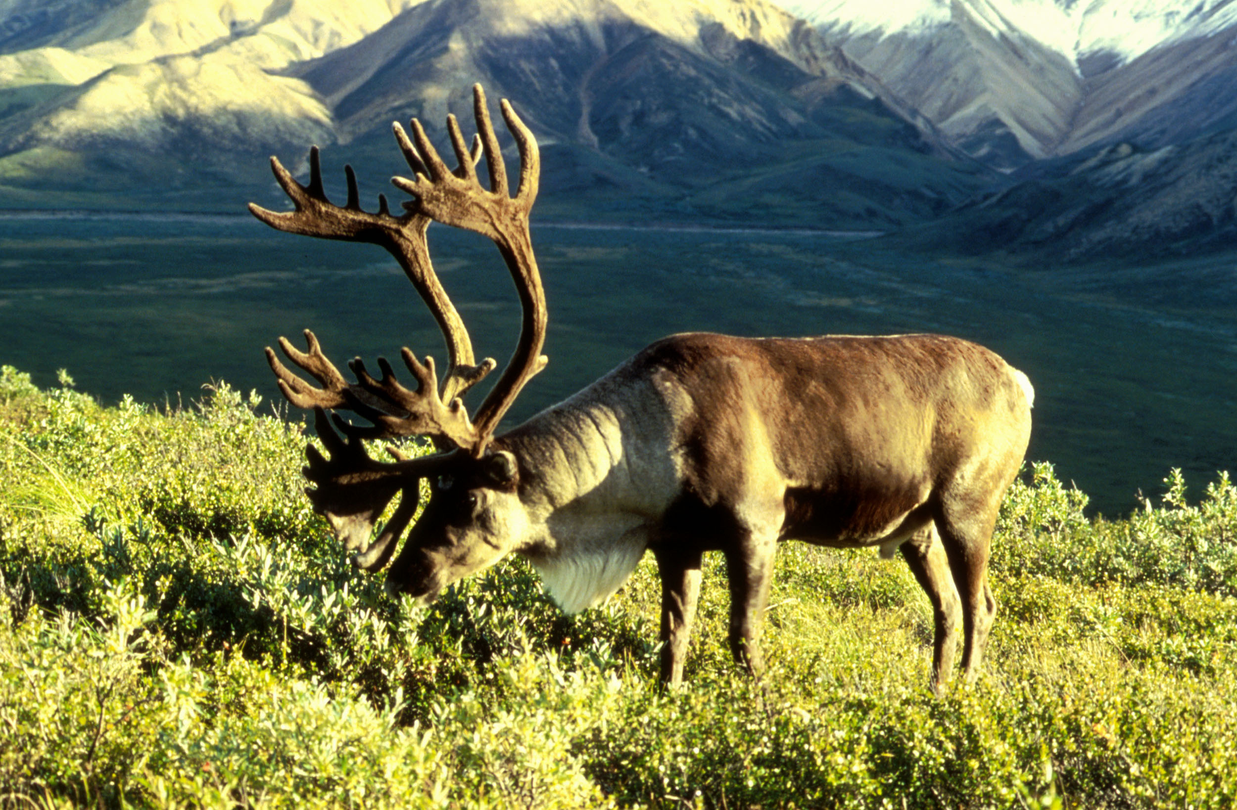 What is the name of this animal?