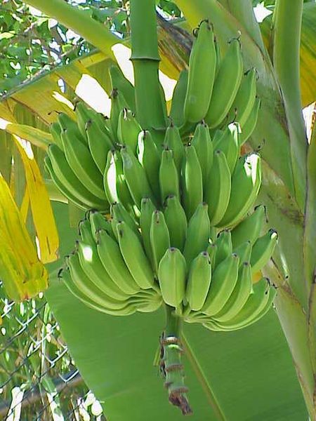 What is the name of this fruit?