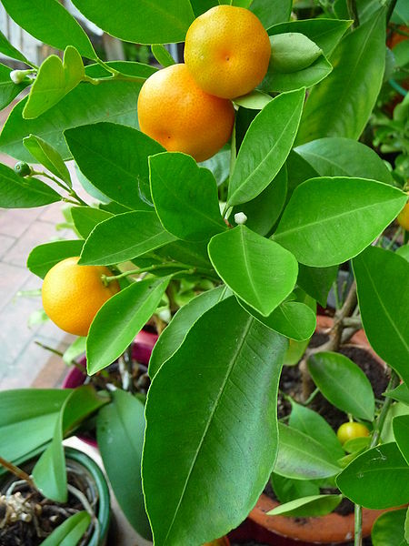 What is the name of this fruit?