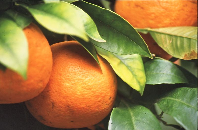 What is the name of this fruit?