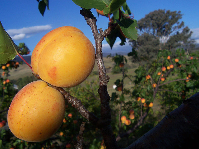What is the name of this fruit?