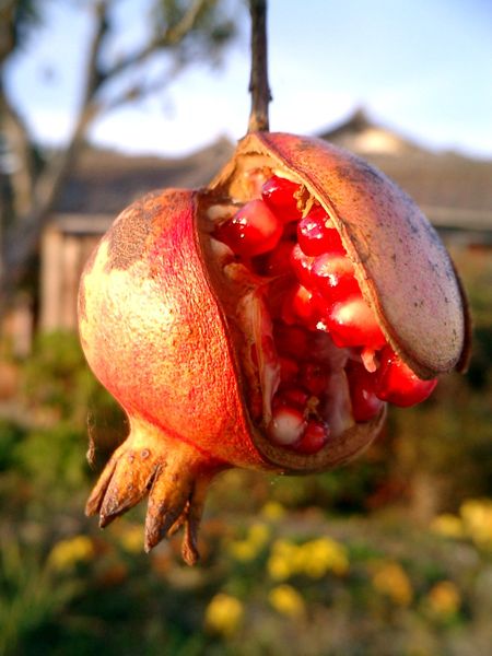What is the name of this fruit?