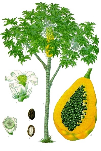 What is the name of this fruit?