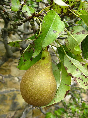What is the name of this fruit?