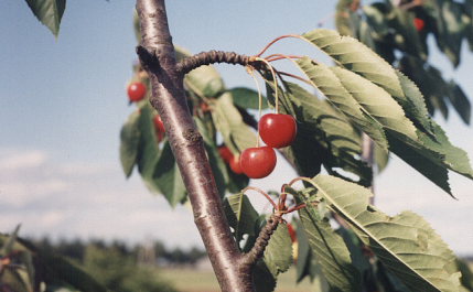 What is the name of this fruit?