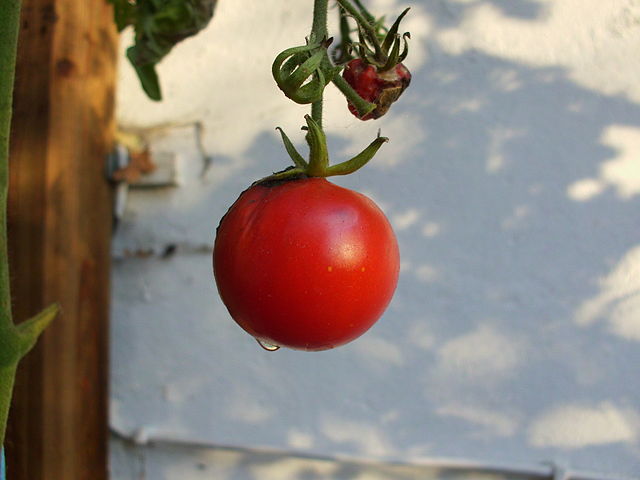 What is the name of this vegetable?