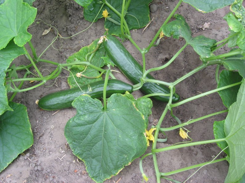 What is the name of this vegetable?