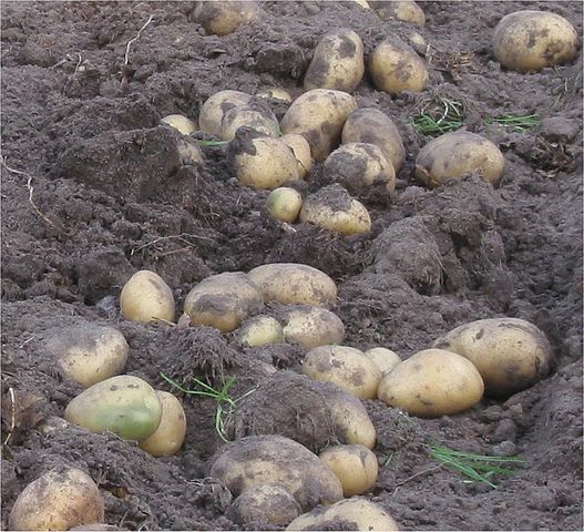 What is the name of this vegetable?