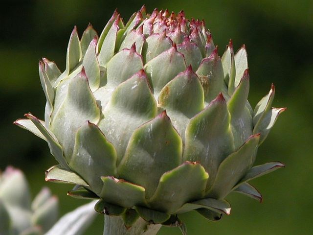 What is the name of this vegetable?