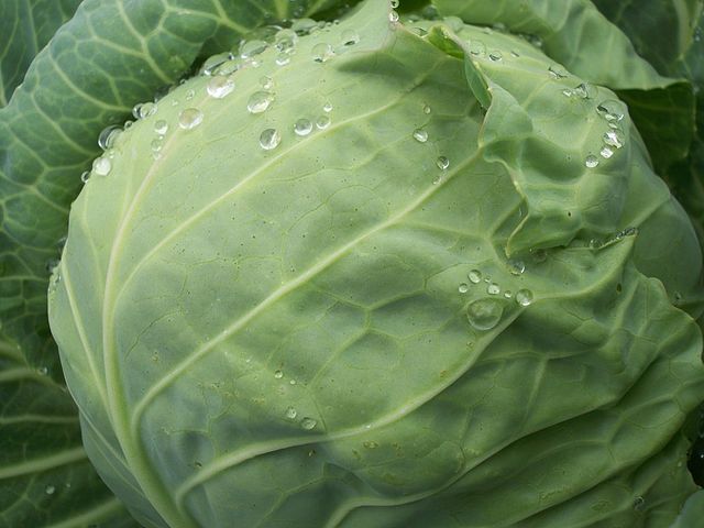 What is the name of this vegetable?