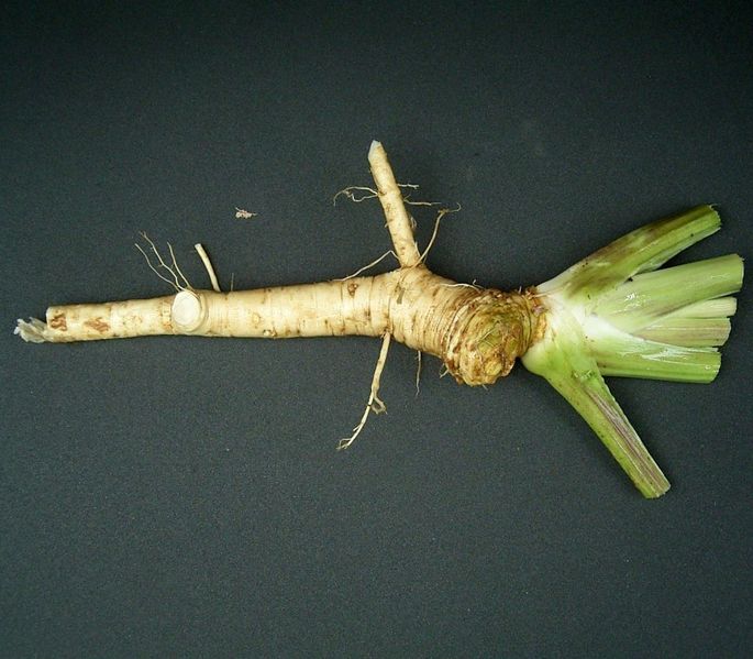What is the name of this vegetable?