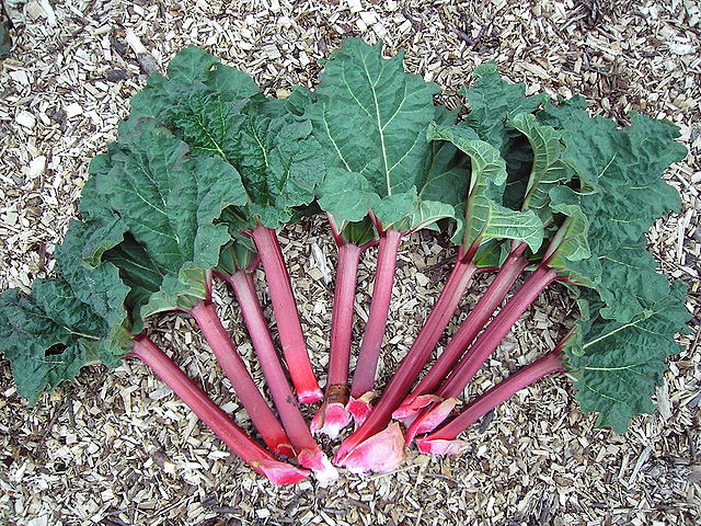 What is the name of this vegetable?