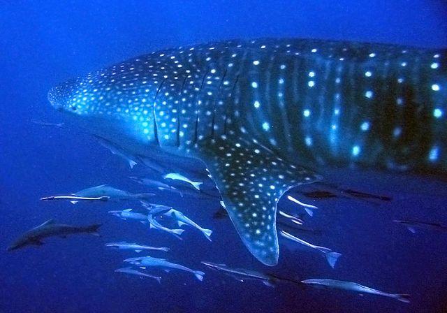 Which group of animals does this animal belong to?
