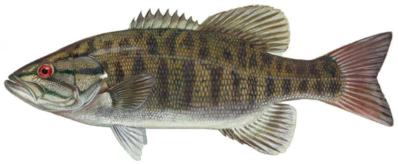 Which group of animals does this animal belong to?
