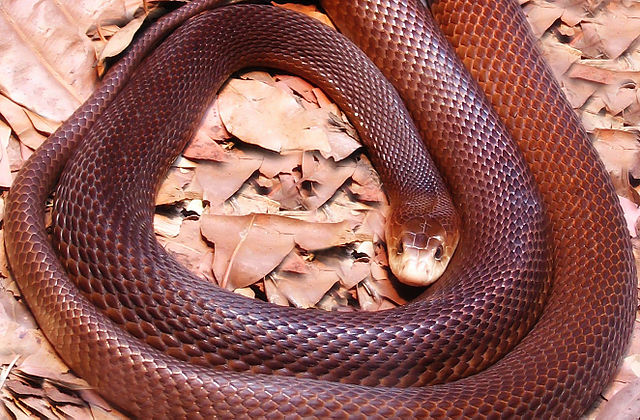 Which group of animals does this animal belong to?