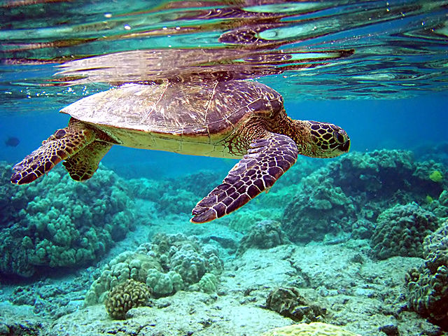 Which group of animals does this animal belong to?