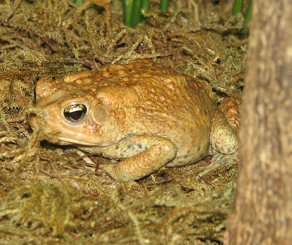 Which group of animals does this animal belong to?