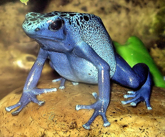 Which group of animals does this animal belong to?