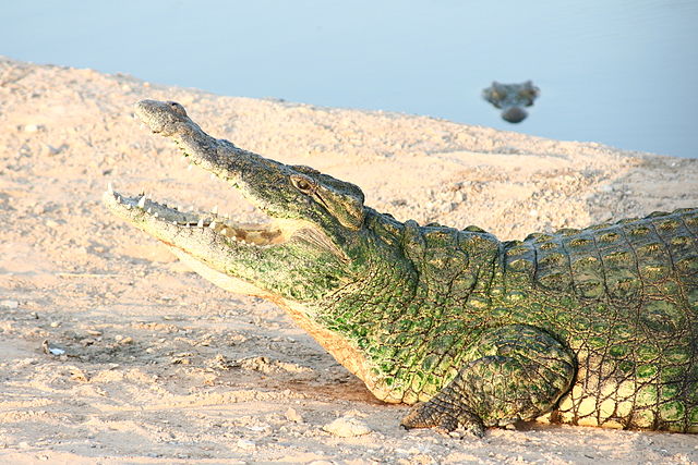 Which group of animals does this animal belong to?