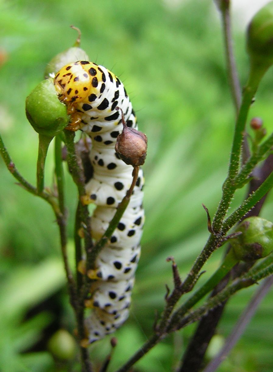 Which group of animals does this animal belong to?
