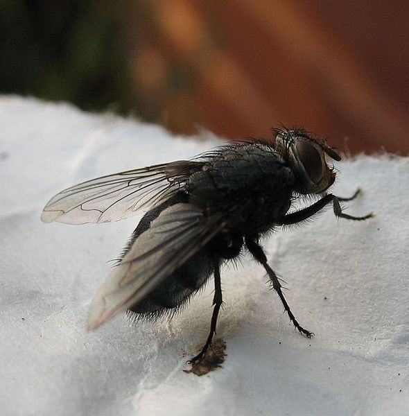 Which group of animals does this animal belong to?