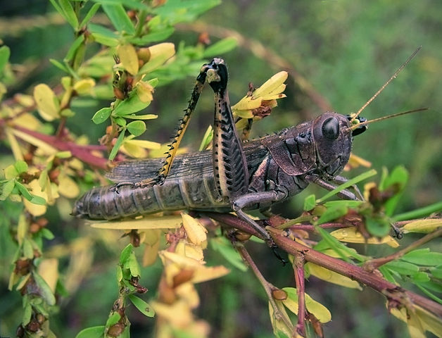 Which group of animals does this animal belong to?