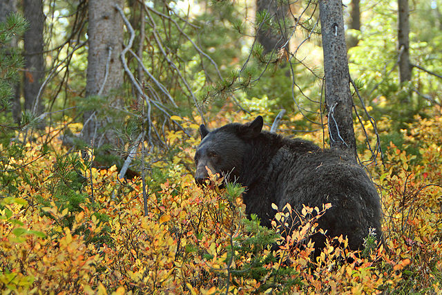 Which group of animals does this animal belong to?
