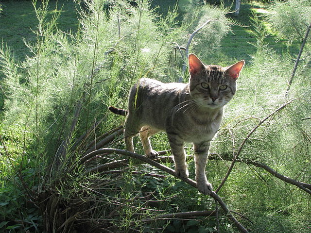 Which group of animals does this animal belong to?