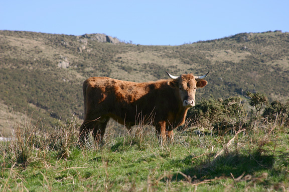 Which group of animals does this animal belong to?