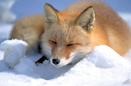 What does this animal normally not eat?