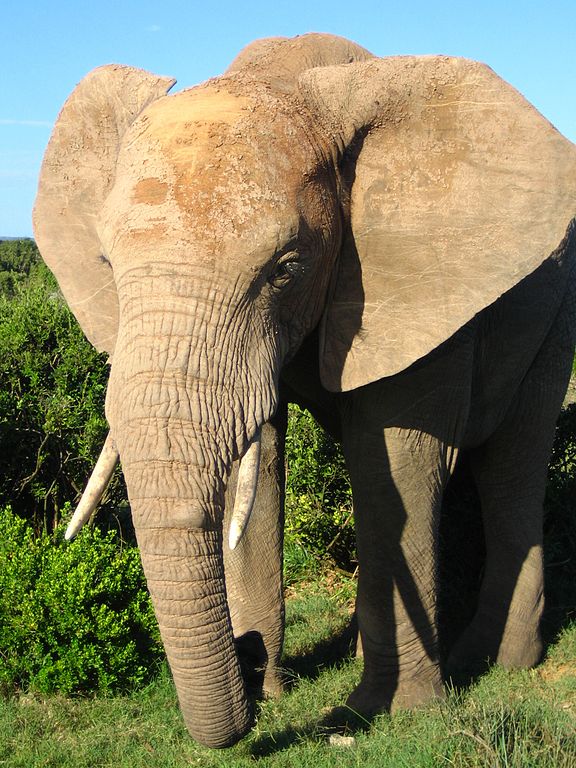 What does this animal normally not eat?