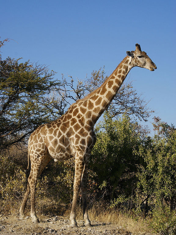 What does this animal normally not eat?