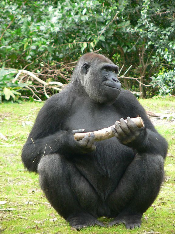 What does this animal normally not eat?