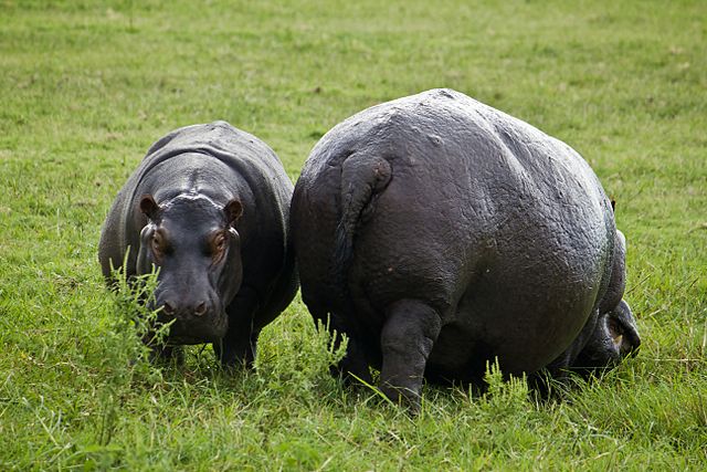 What does this animal normally not eat?