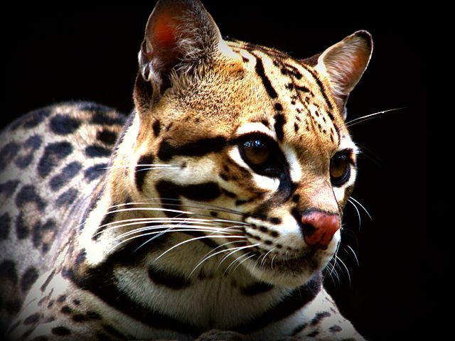 What does this animal normally not eat?