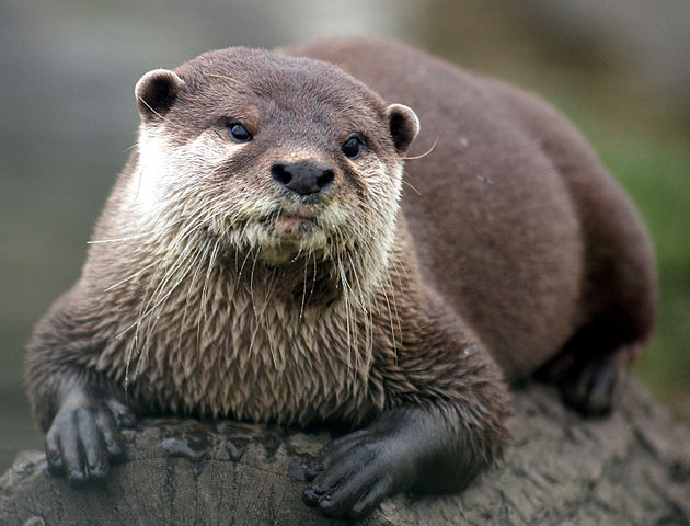 What does this animal normally not eat?