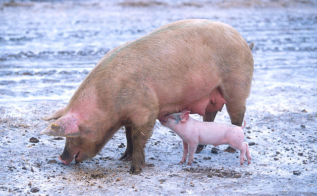 What does this animal normally not eat?