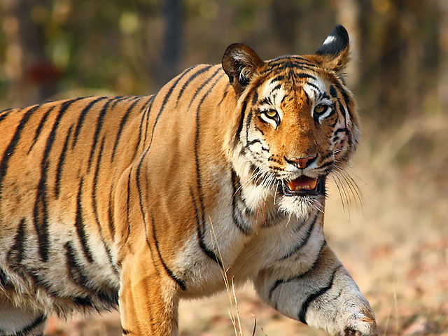 What does this animal normally not eat?