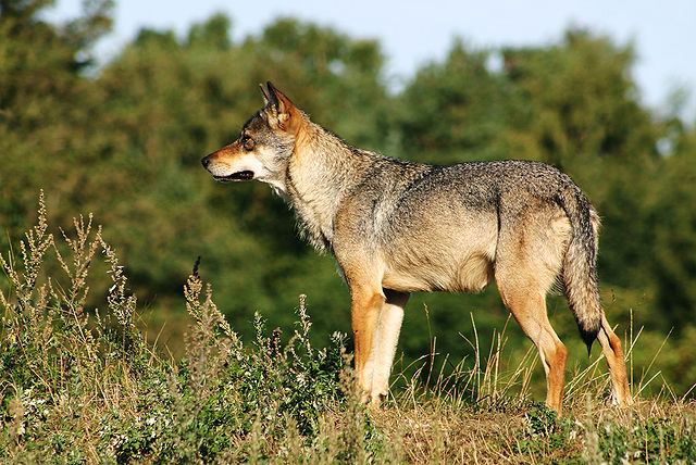 What does this animal normally not eat?