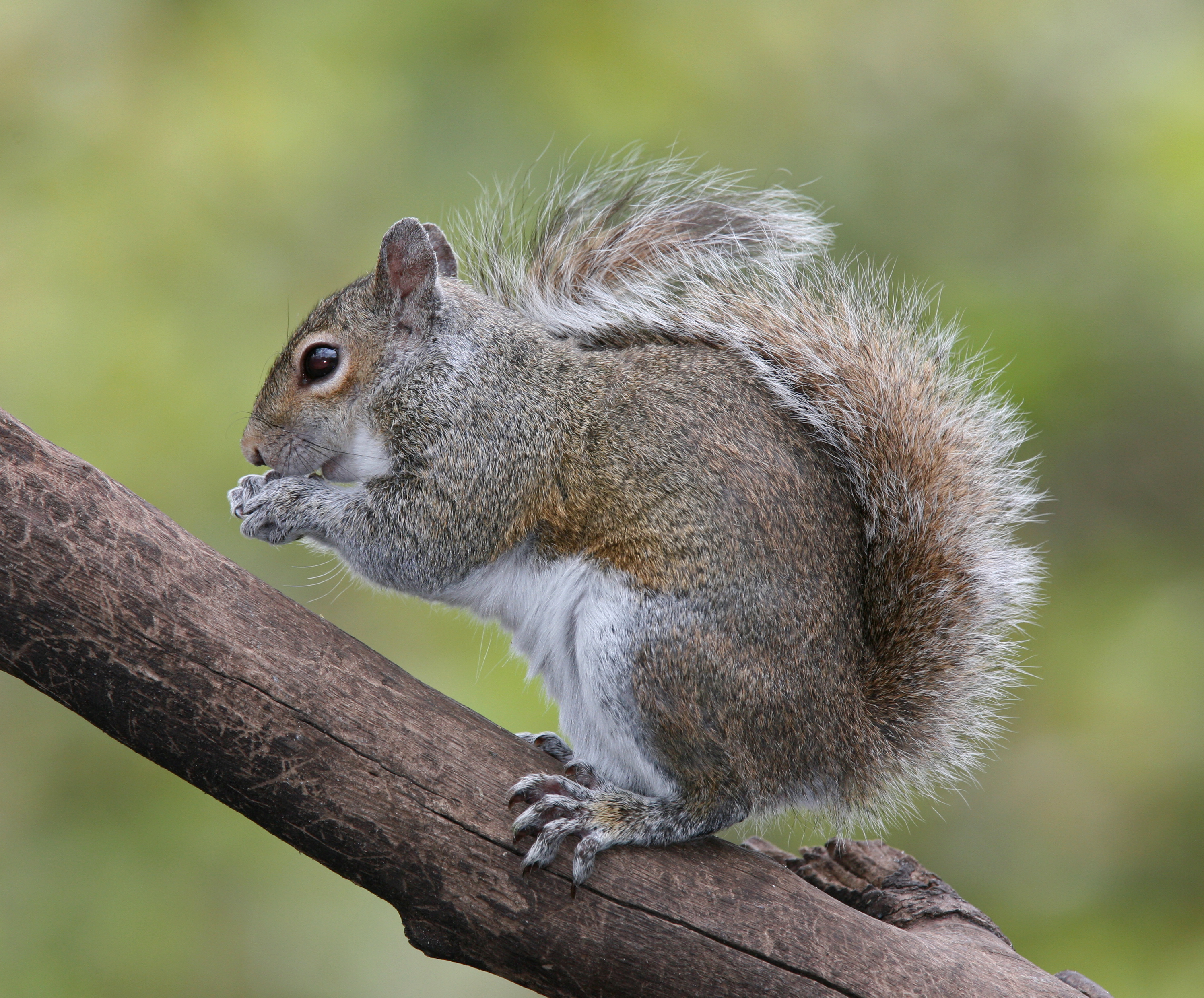 What does this animal normally not eat?