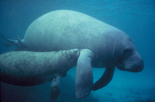 Which group of animals does this animal belong to?