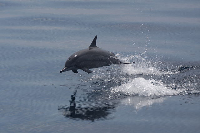 What does this animal normally not eat?